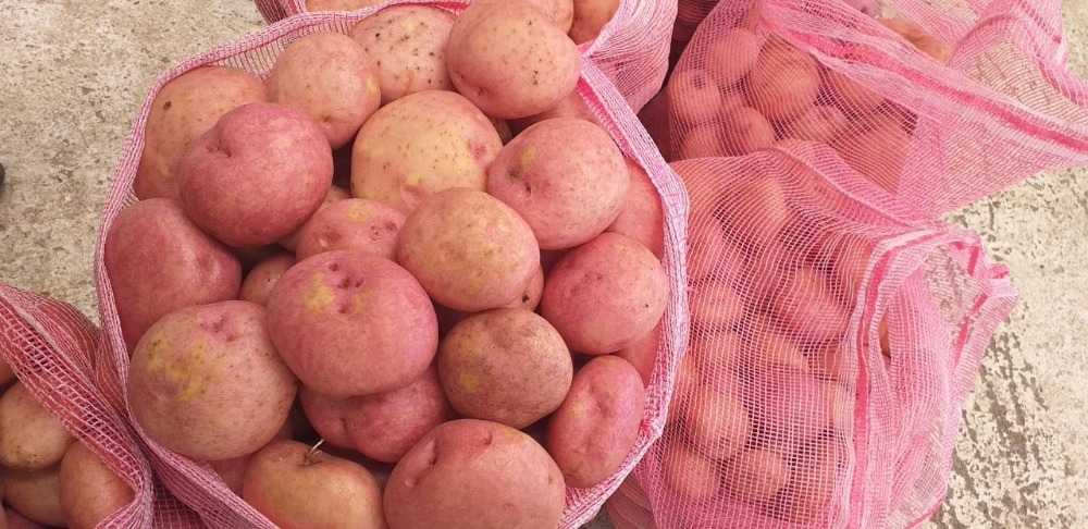 Variedad mejorada de papa Agrosavia Mary