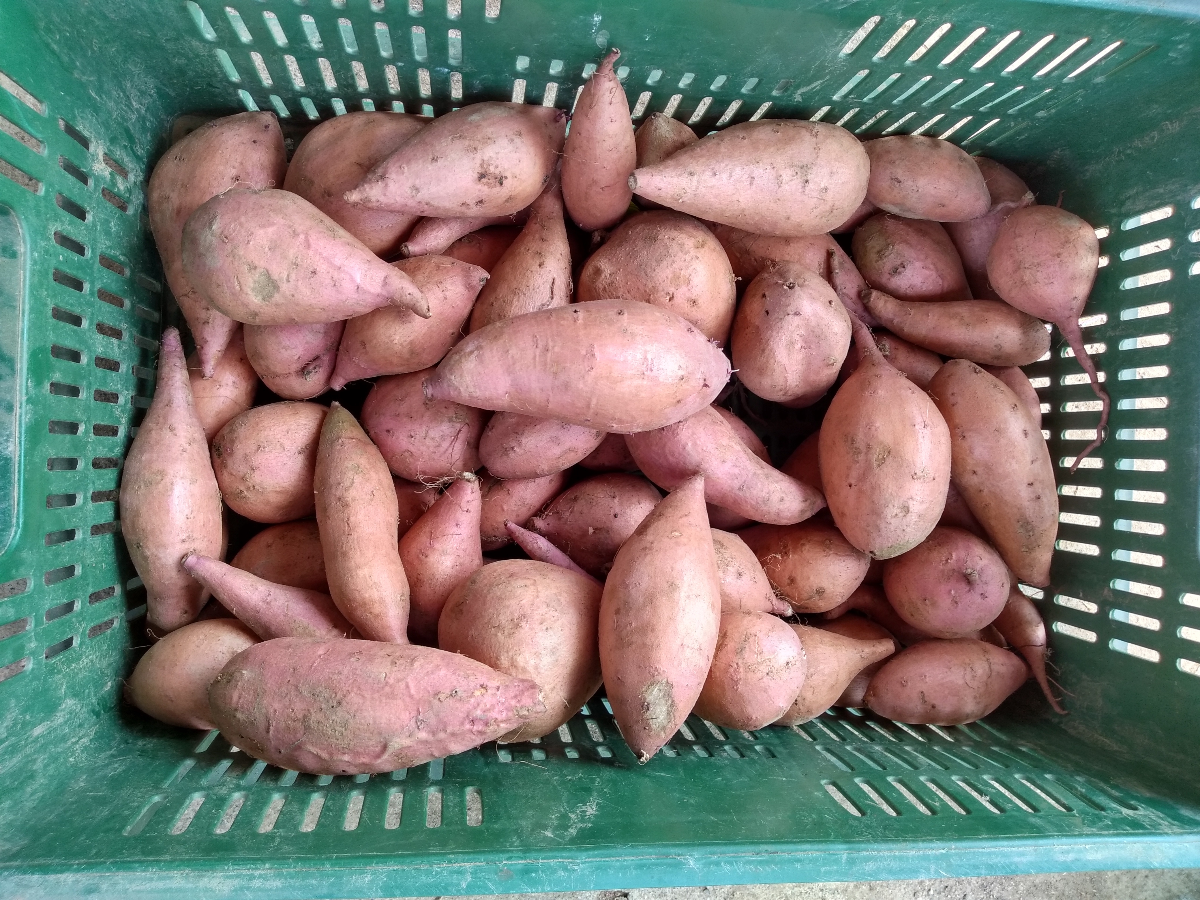 Época de siembra para el cultivo de batata, variedad Agrosavia Aurora