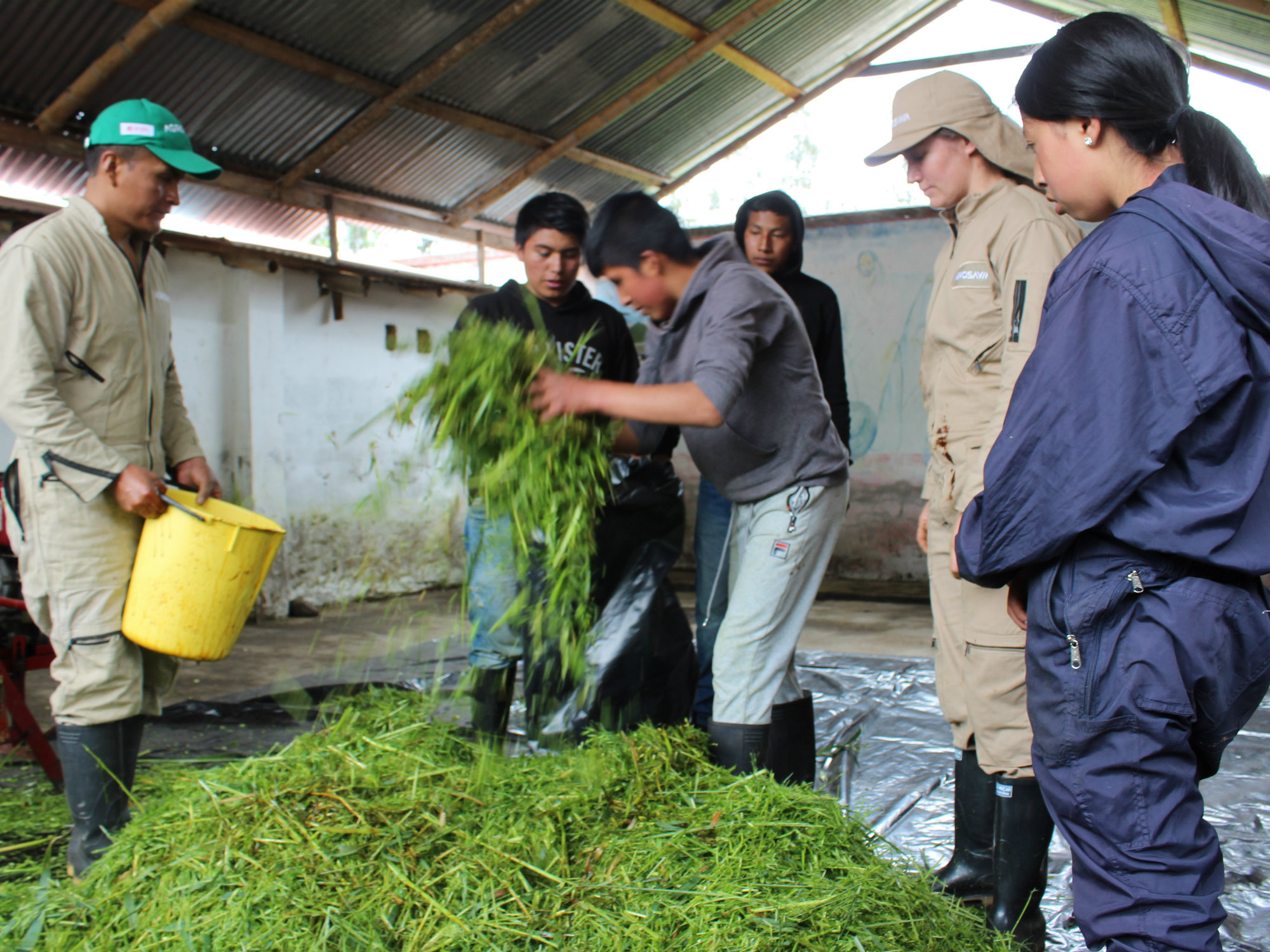 ALTOANDINA NARIÑO2 AGROSAVIA