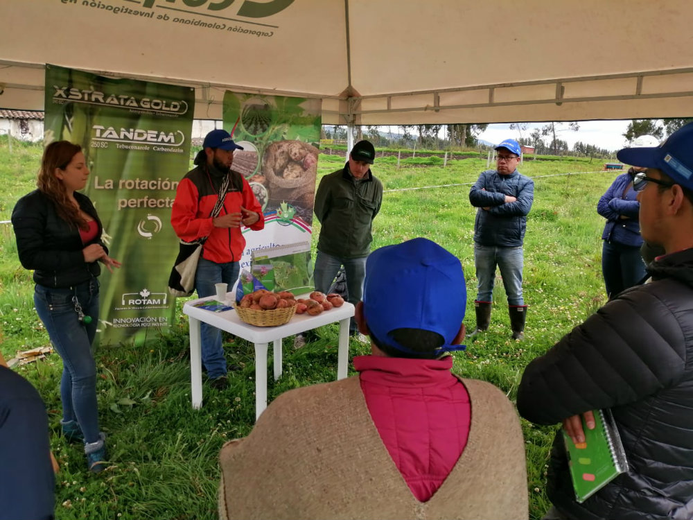 Agrosavia Mary, La Nueva Alternativa Para El Papicultor Nariñense AGROSAVIA