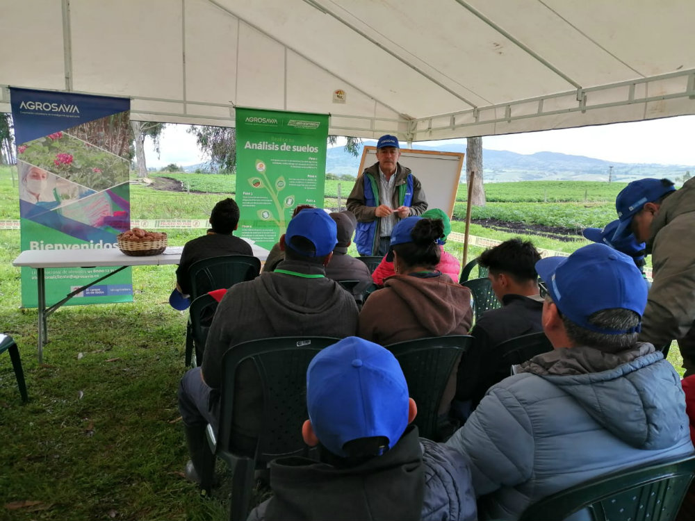 Agrosavia Mary, La Nueva Alternativa Para El Papicultor Nariñense3 AGROSAVIA