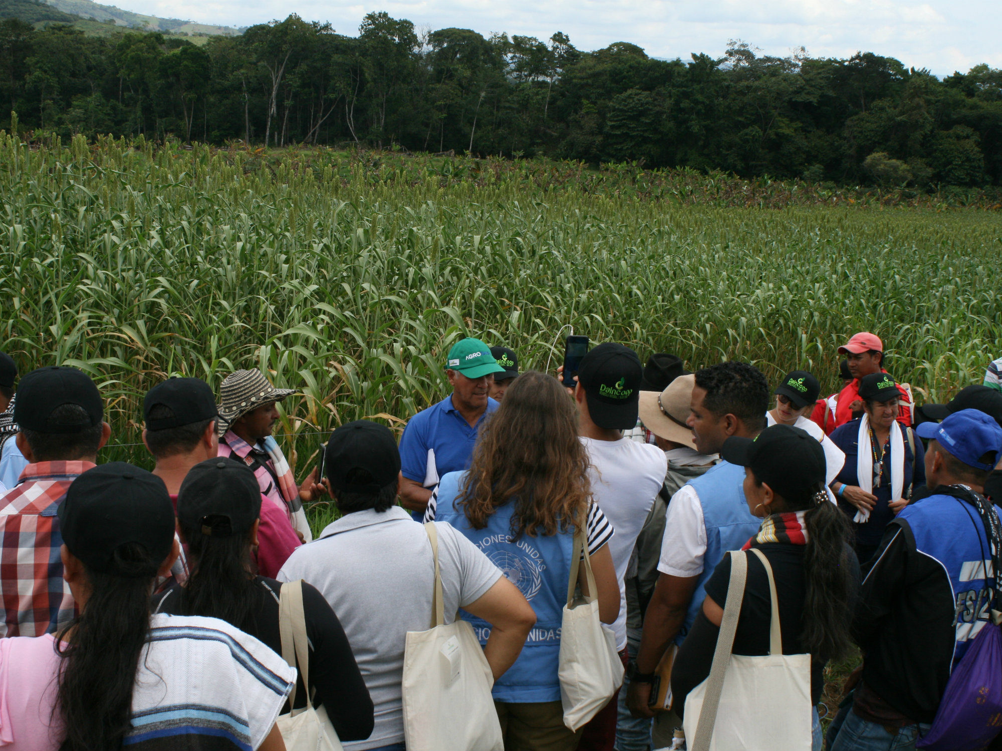Día de campo en la Uribe con sorgo y maíz forrajero para la alimentación bovina