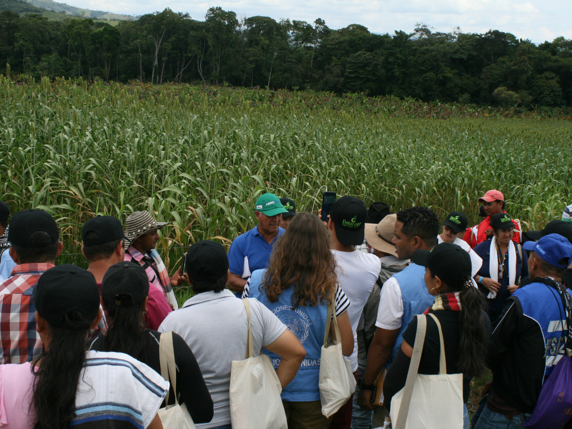 Día de campo interinstitucional en la Uribe, Meta con sorgo y maíz forrajero para la alimentación bovina