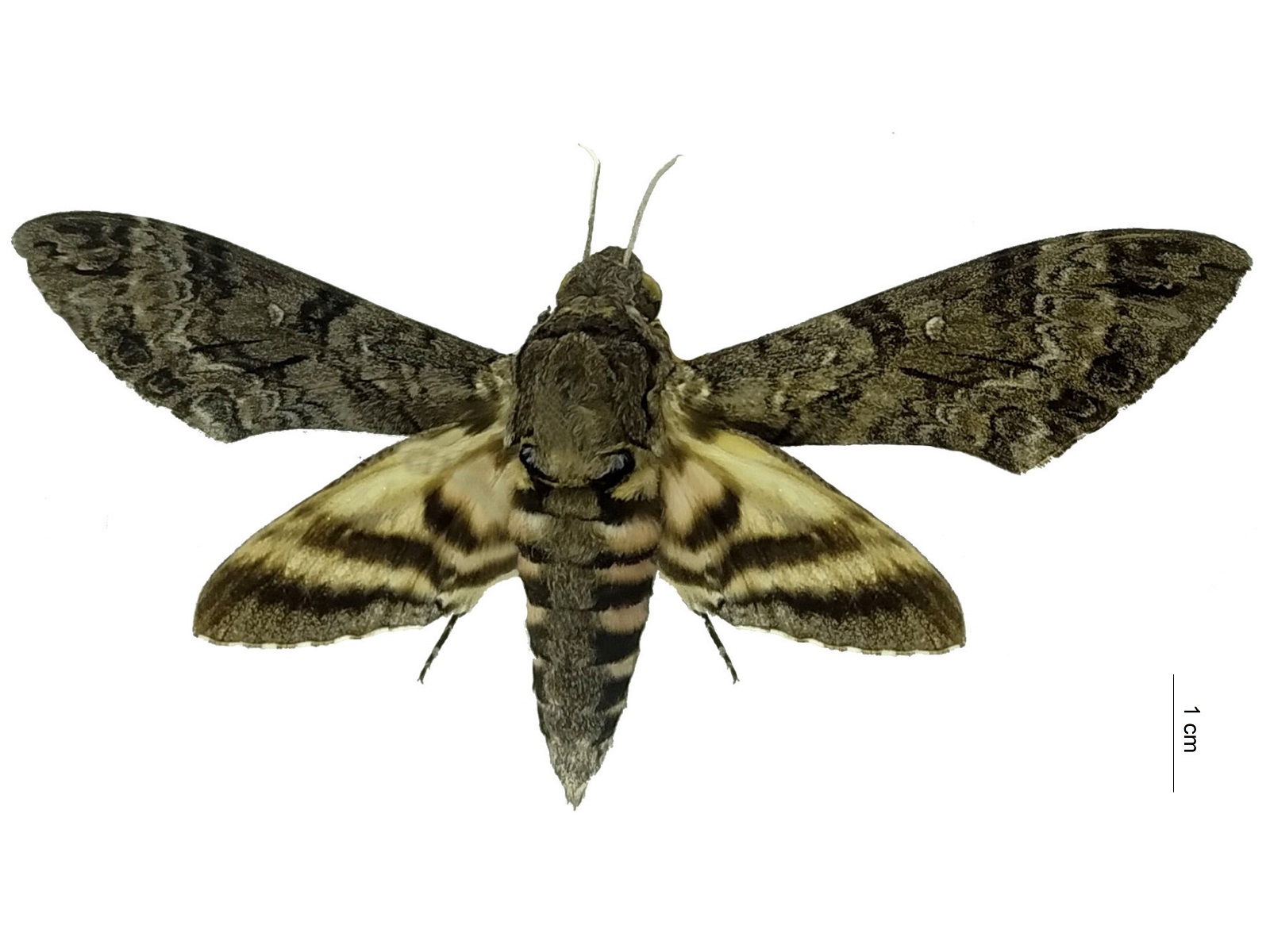 Agrius cingulata (Fabricius, 1775)