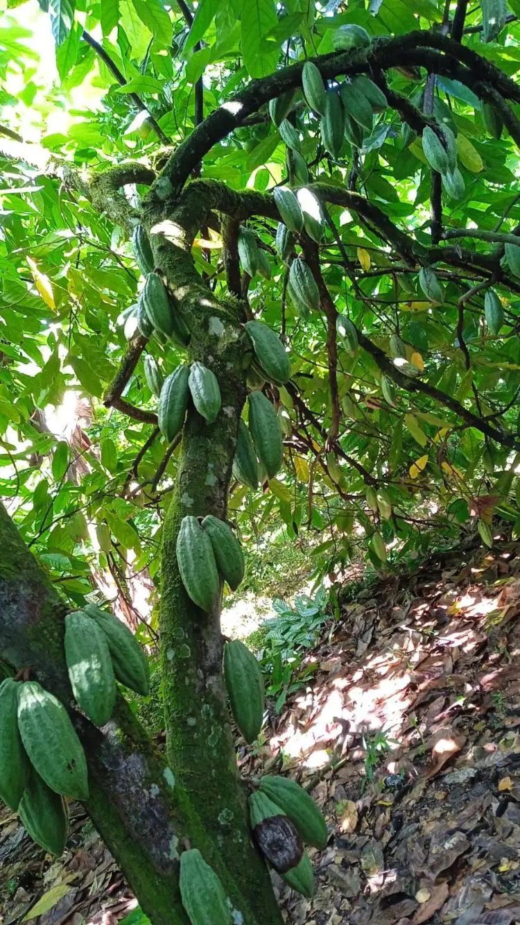 Artículo Biomasa Cacao5 Fotor Webp