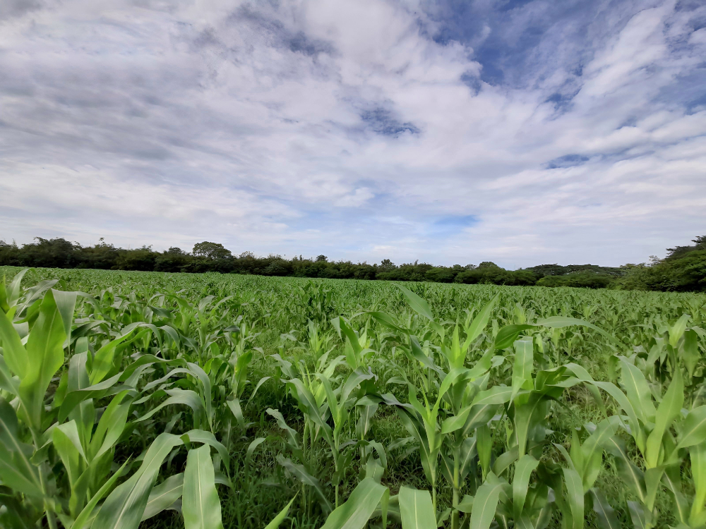 AGROSAVIA entregó 50 toneladas de ensilaje de sorgo y maíz a pequeños productores de Sabanas de San Ángel