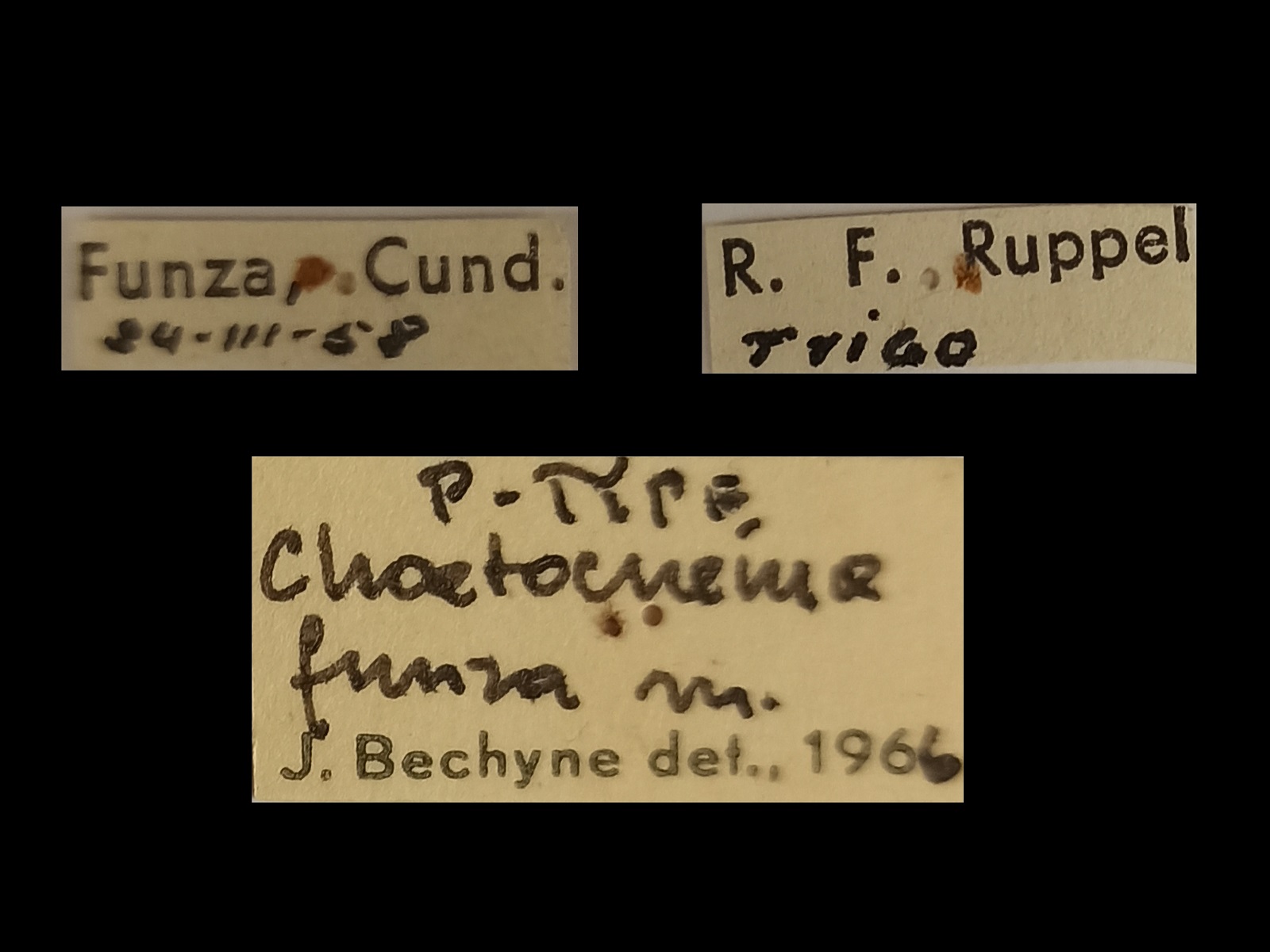 Chaetocnema funza Bechyné, 1966