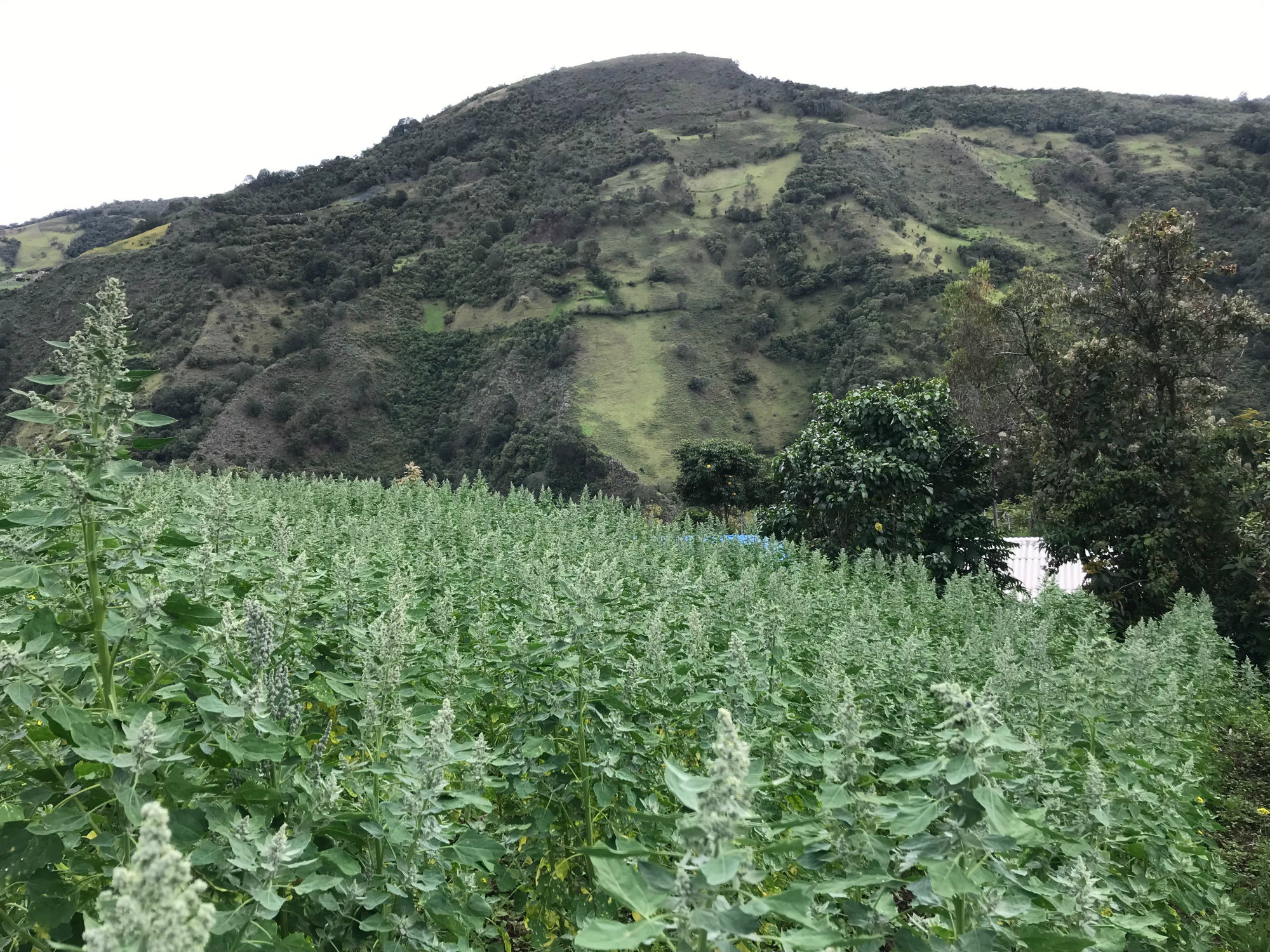 Nuevo proyecto de regalías liderado por AGROSAVIA y la Gobernación del Cauca beneficiará a quinueros: el mayor departamento productor en Colombia