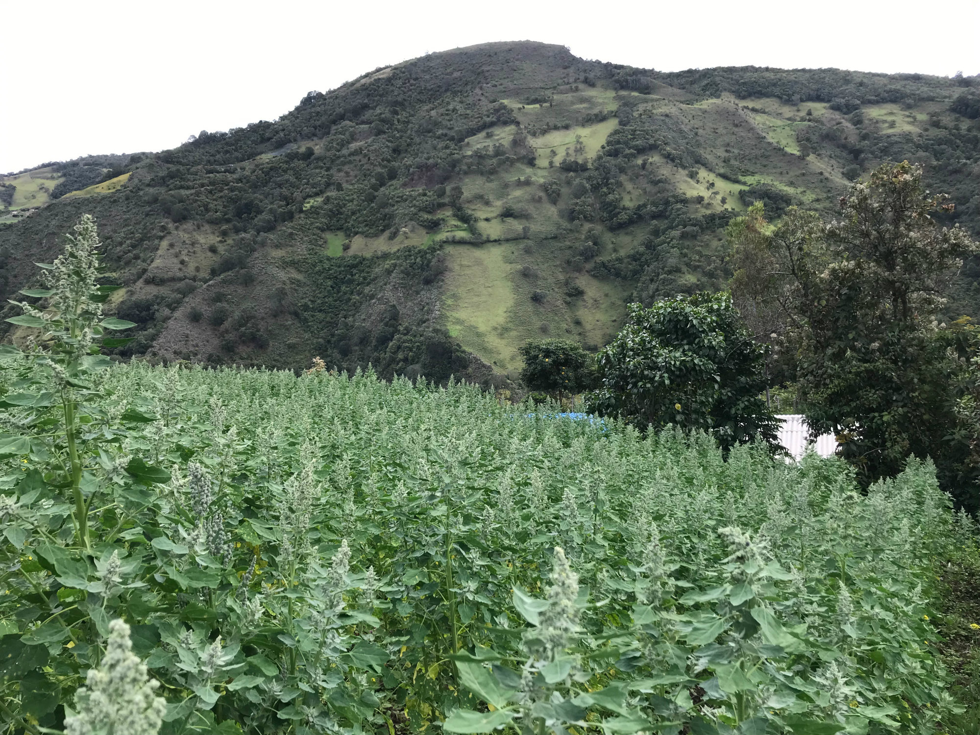 Nuevo proyecto de regalías liderado por AGROSAVIA y la Gobernación del Cauca