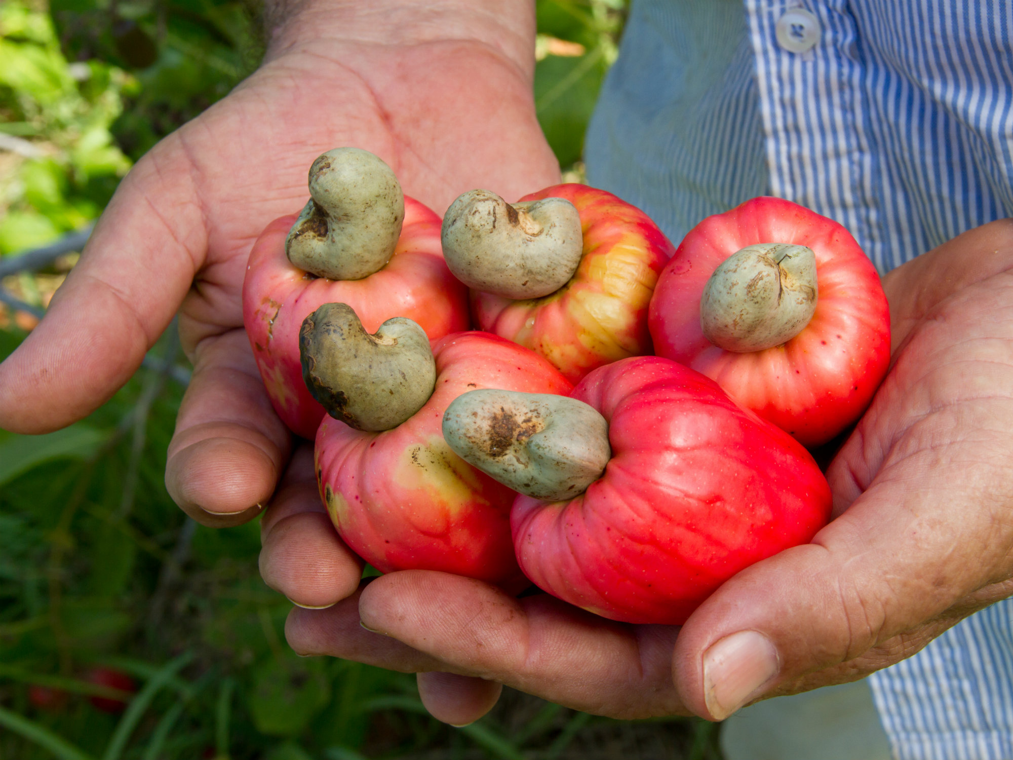 Marañon AGROSAVIA