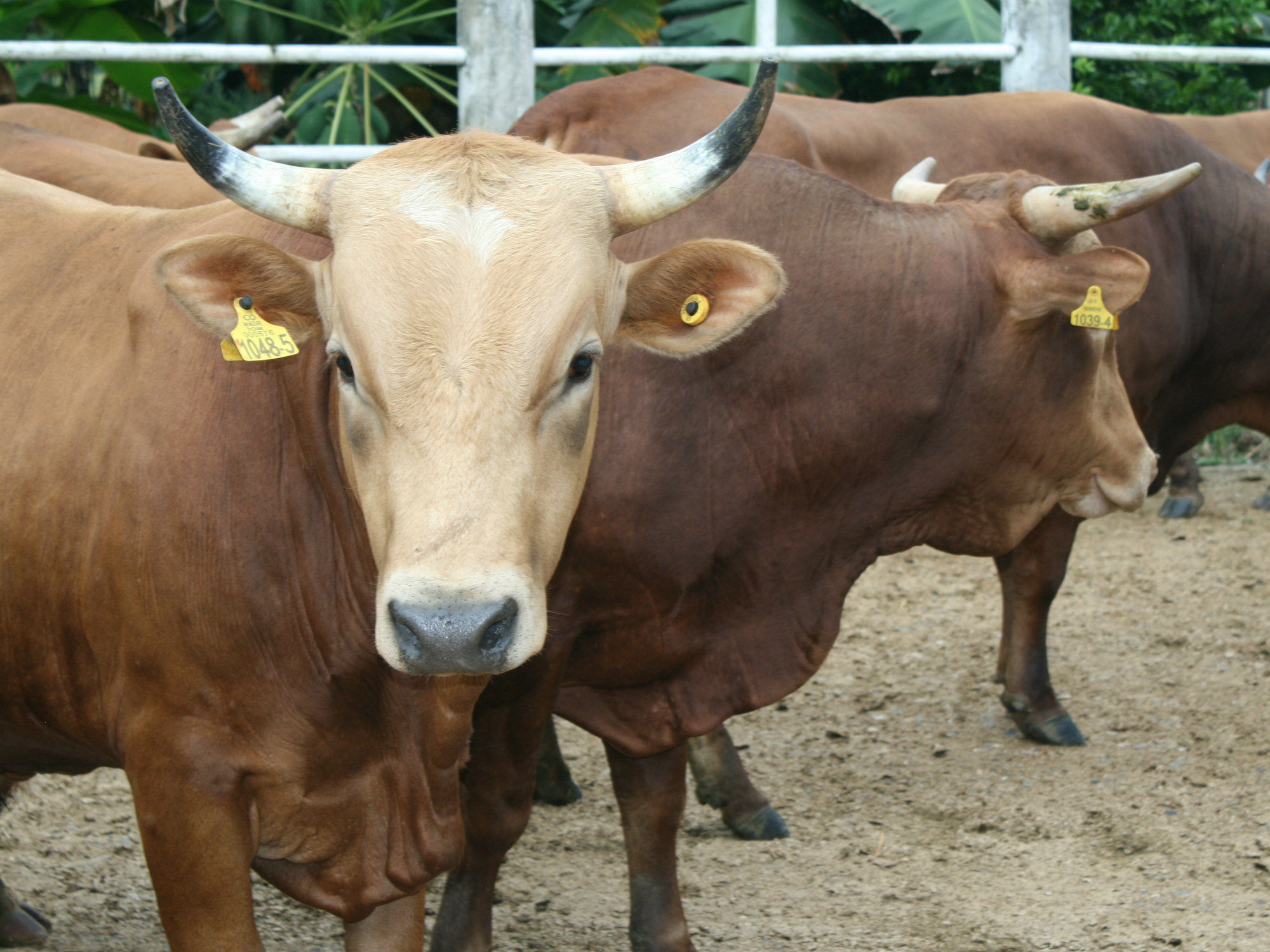 Sanmartinero AGROSAVIA