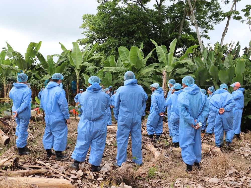 Simulacro FOC R4T Urabá2 AGROSAVIA