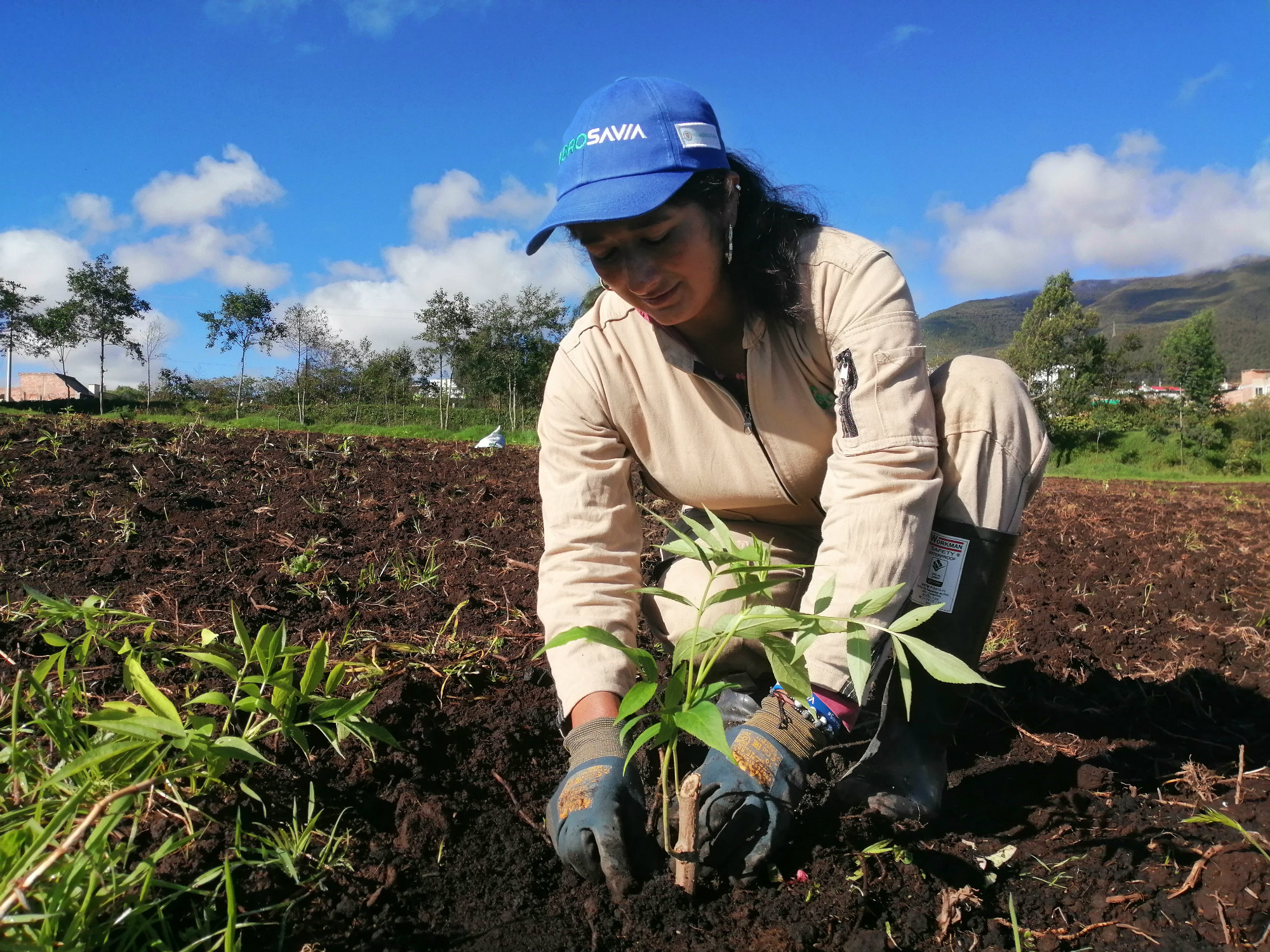 Nariño reverdece con “AGROSAVIA”