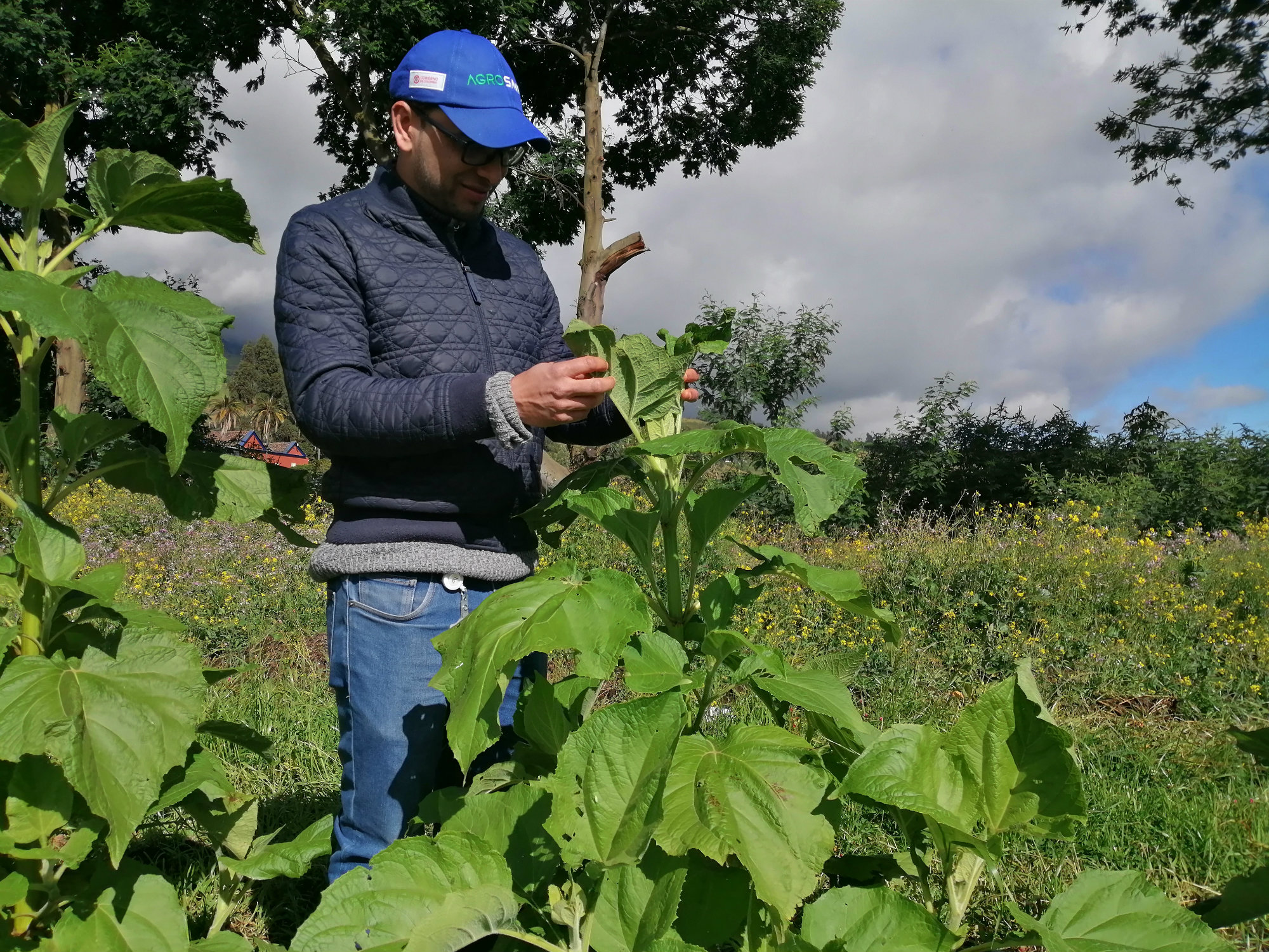Nariño Reverdece Con AGROSAVIA2 AGROSAVIA