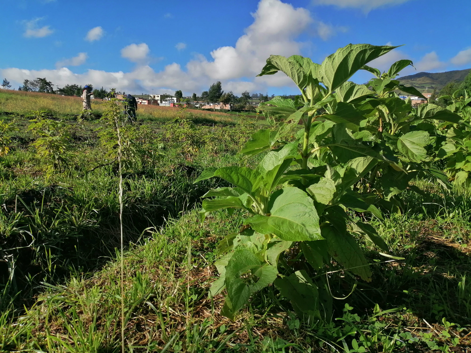 Nariño Reverdece Con AGROSAVIA3 AGROSAVIA