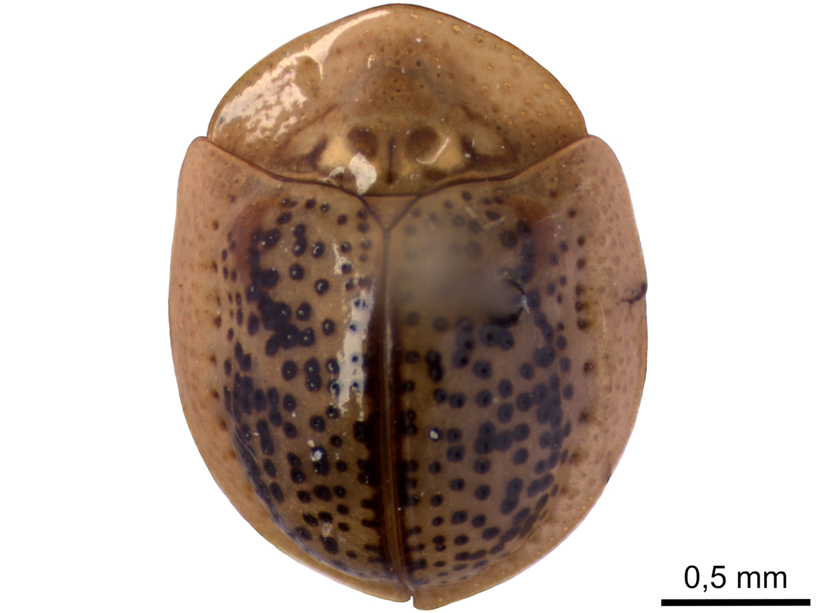 Chirida spp. 