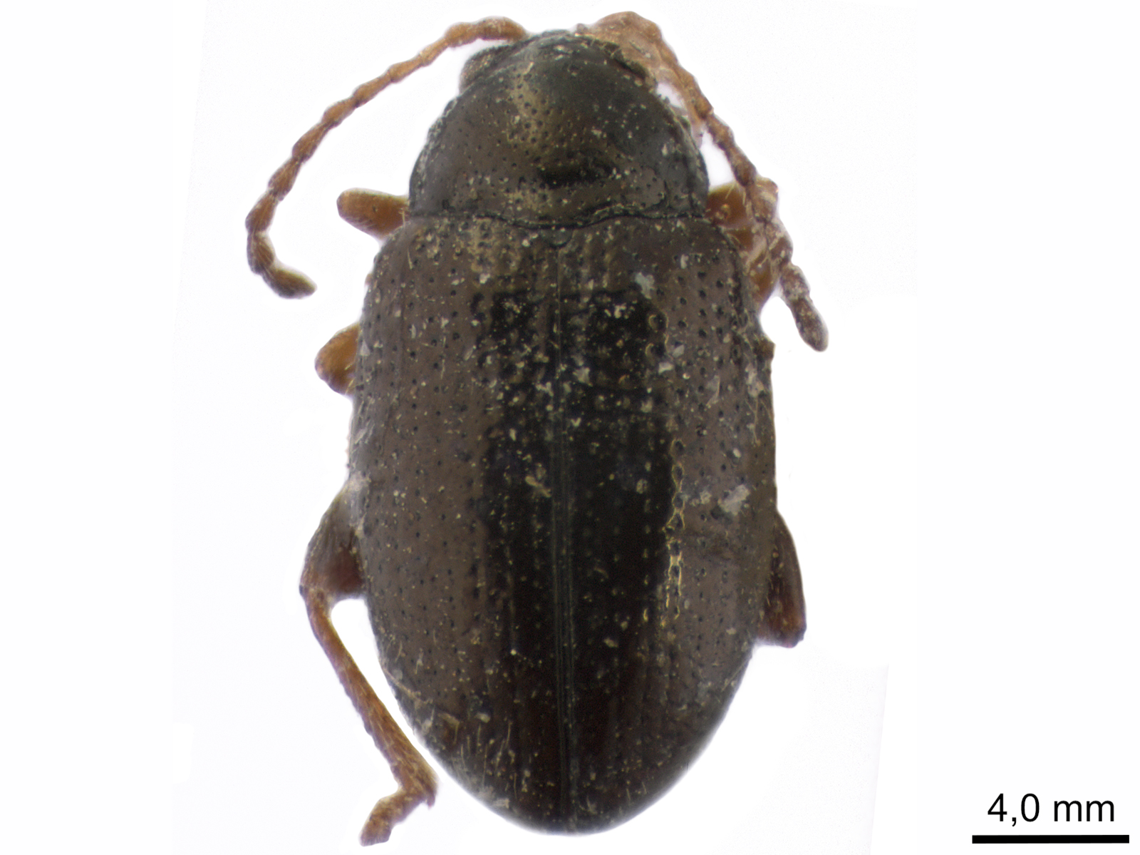 Epitrix nigroaenea Harold, 1875 