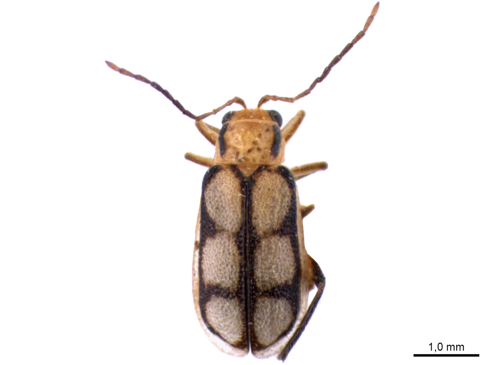 Trichobrotica sp.