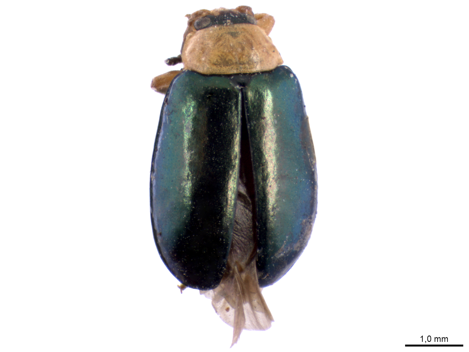Disonycha collata (Fabricius, 1801) 