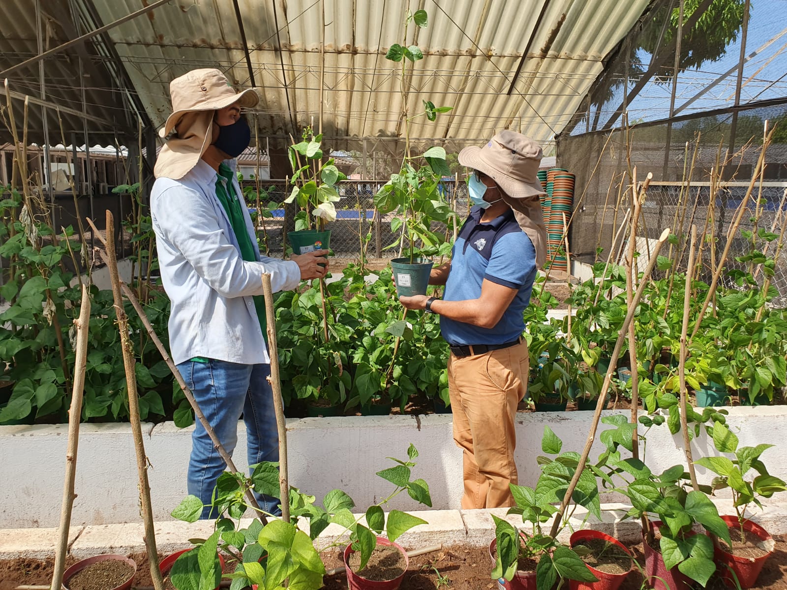 AGROSAVIA vincula a su primer becario postdoctoral en investigación que busca aumentar la producción de frijoles en el Cesar