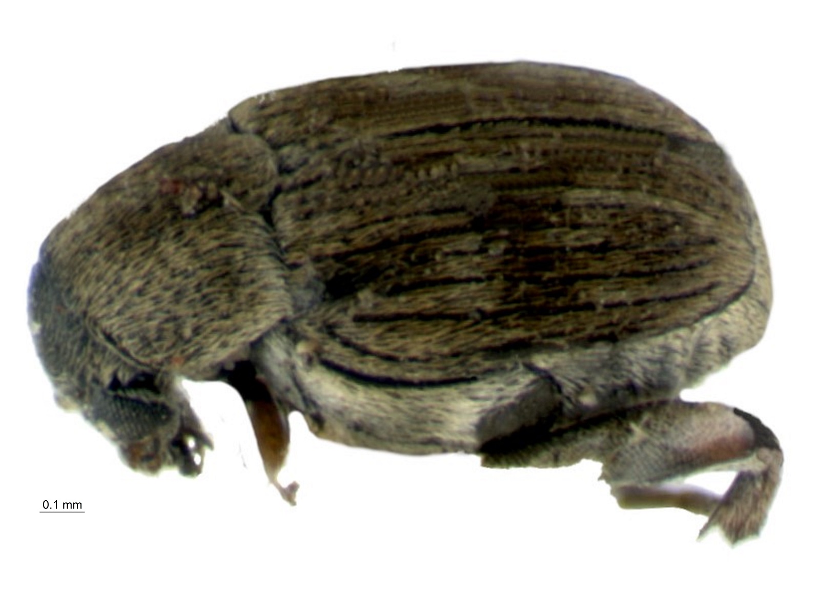 Acanthoscelides desmoditus Johnson, 1983