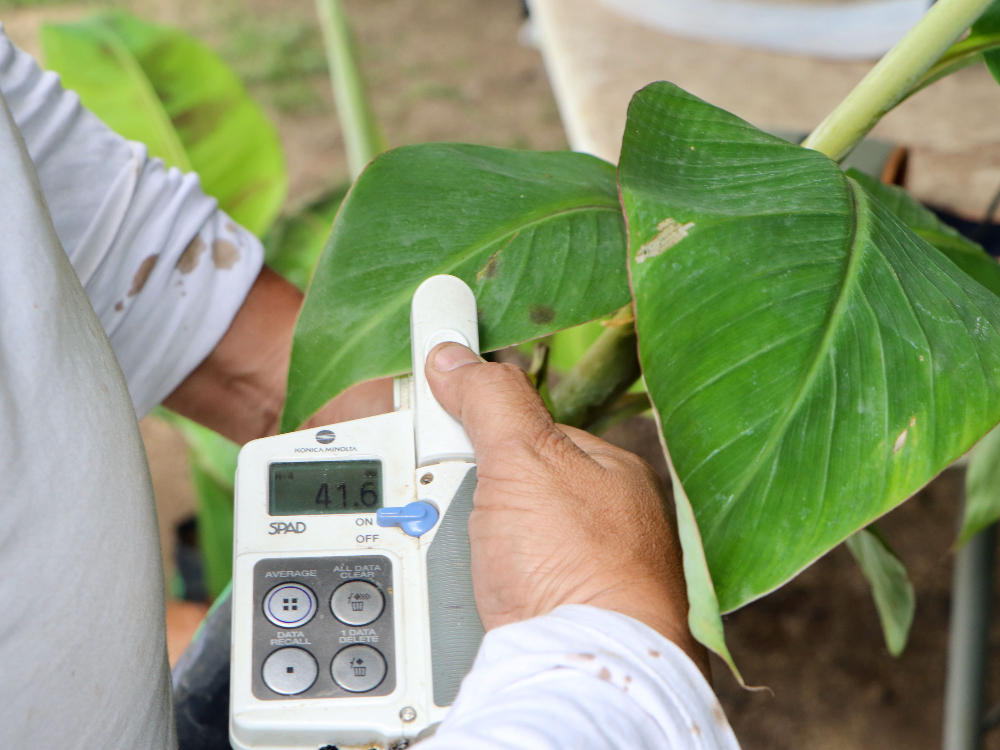 Bioestimulantes10 AGROSAVIA