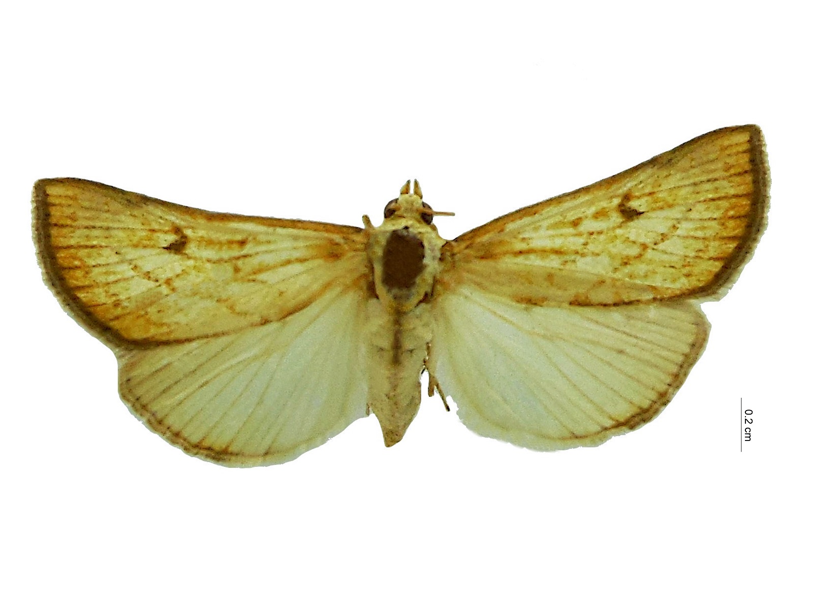 Chilomima clarkei (Amsel, 1956) 