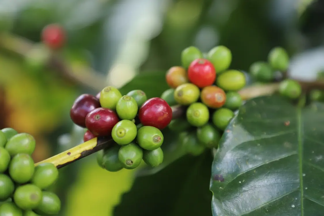 Nueva OT Subproductos Del Café2 Fotor Webp