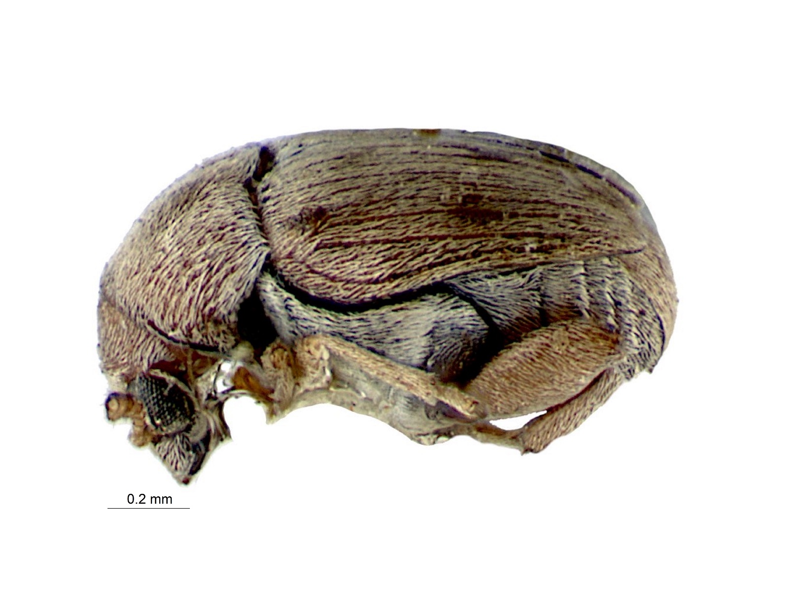 Acanthoscelides indigoferestes Johnson, 1983