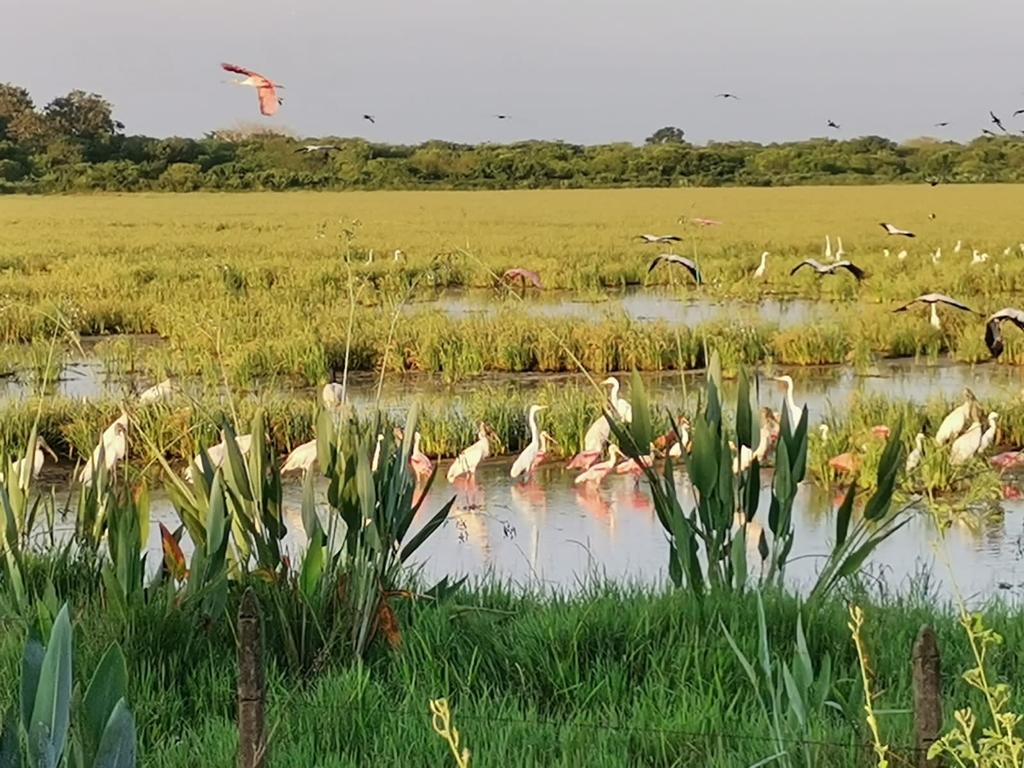 Paisaje En Arroz