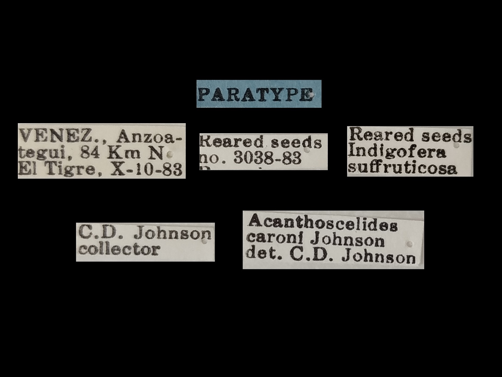 Acanthoscelides caroni Johnson, 1990