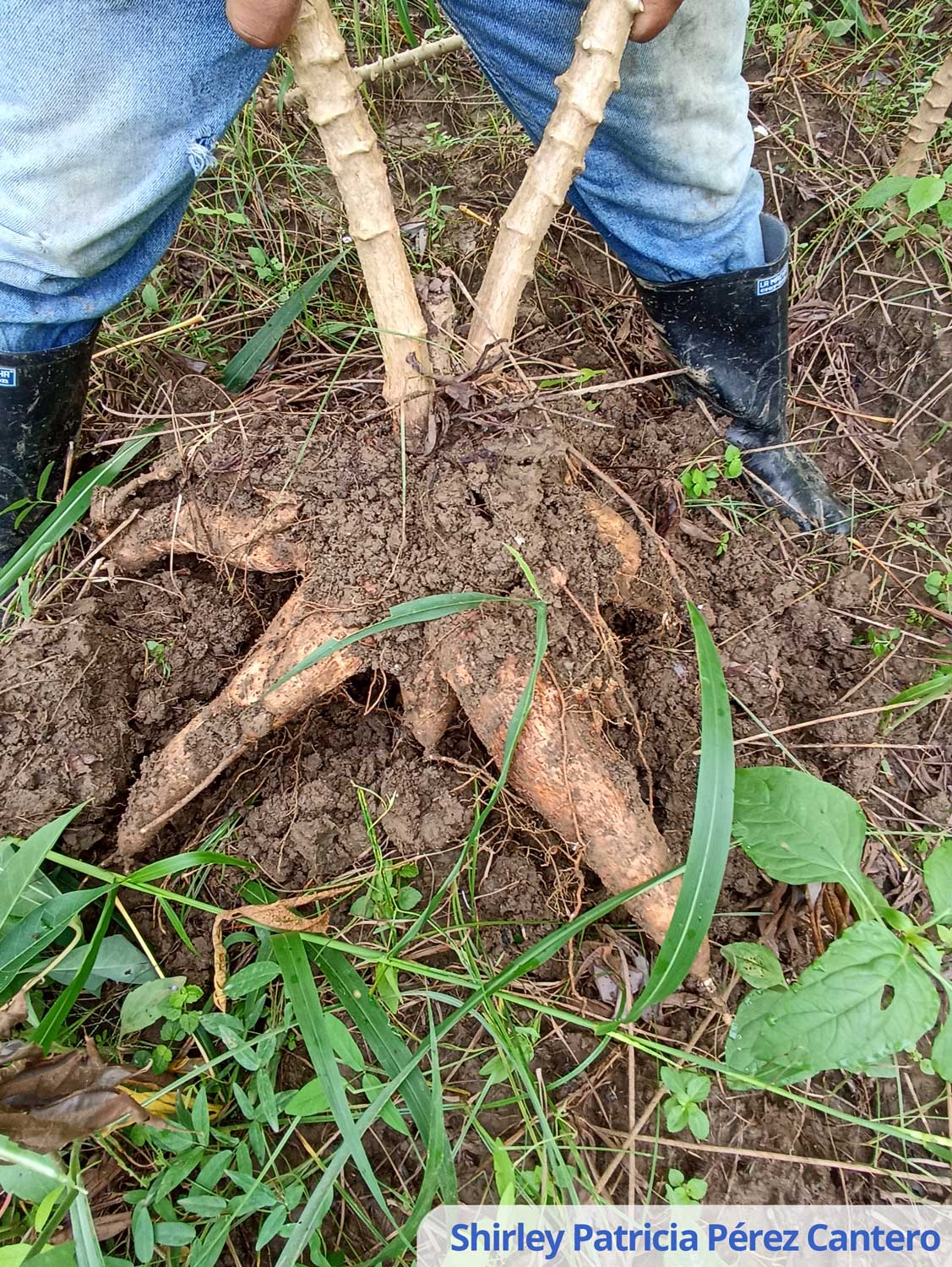 Variedad de yuca CORPOICA ROPAIN