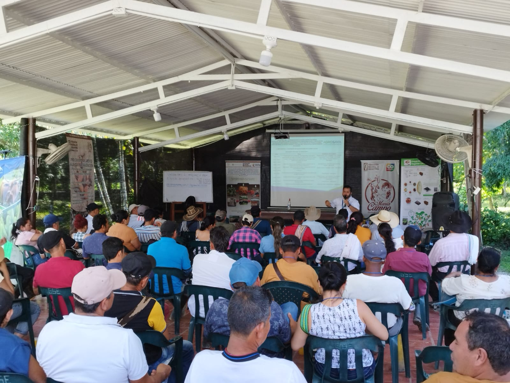 Resultados esperanzadores de Cadmio para los Cacaocultores de Arauca