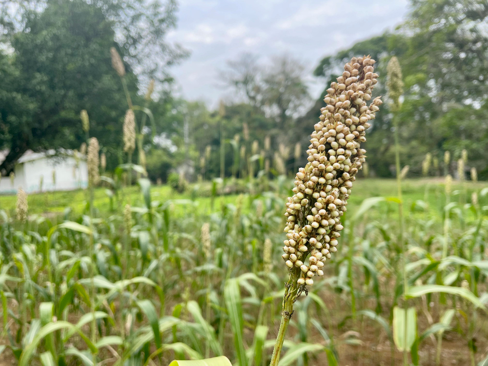 Siembra Sorgo2 AGROSAVIA