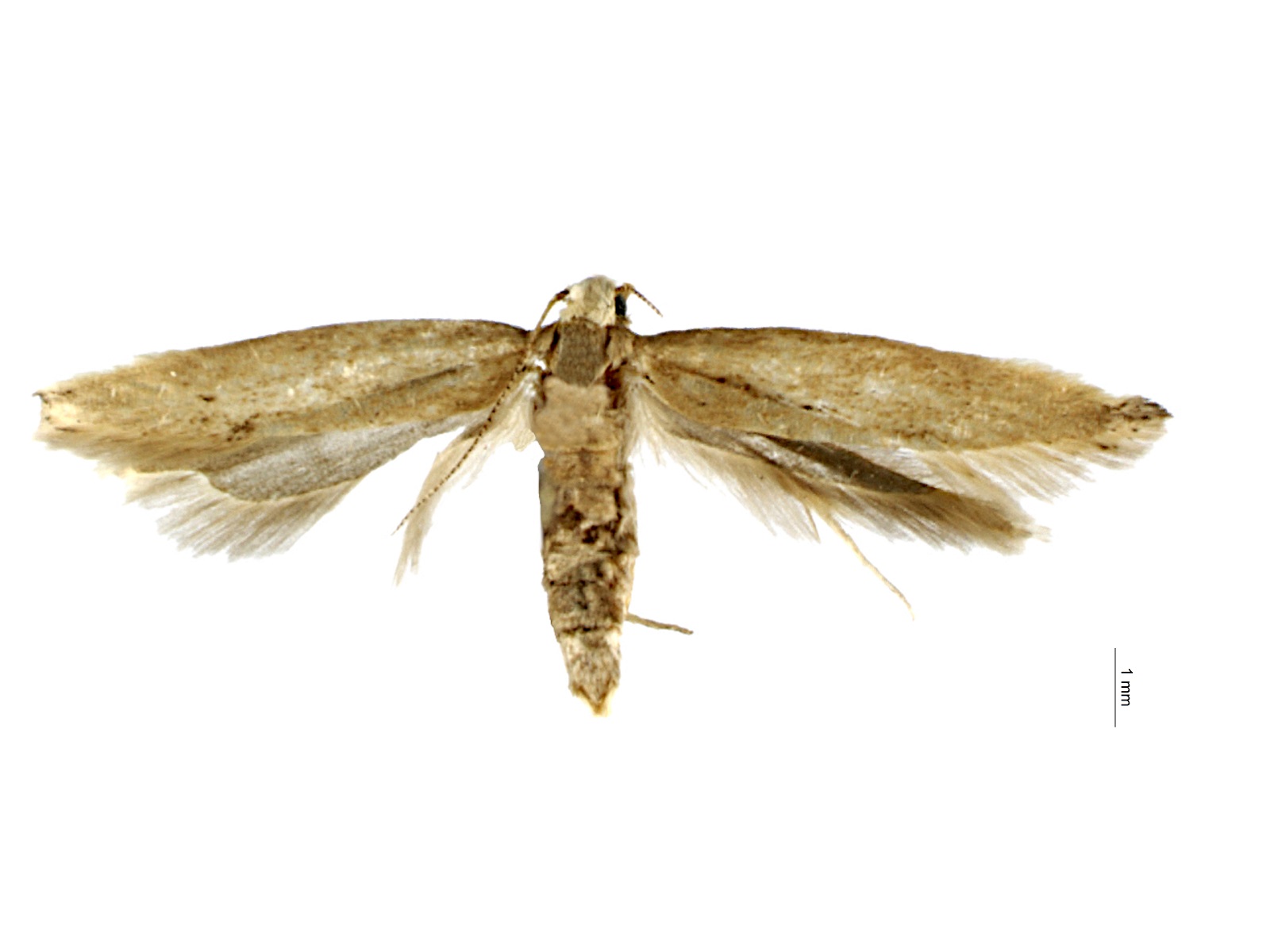 Sitotroga cerealella (Olivier, 1789) 