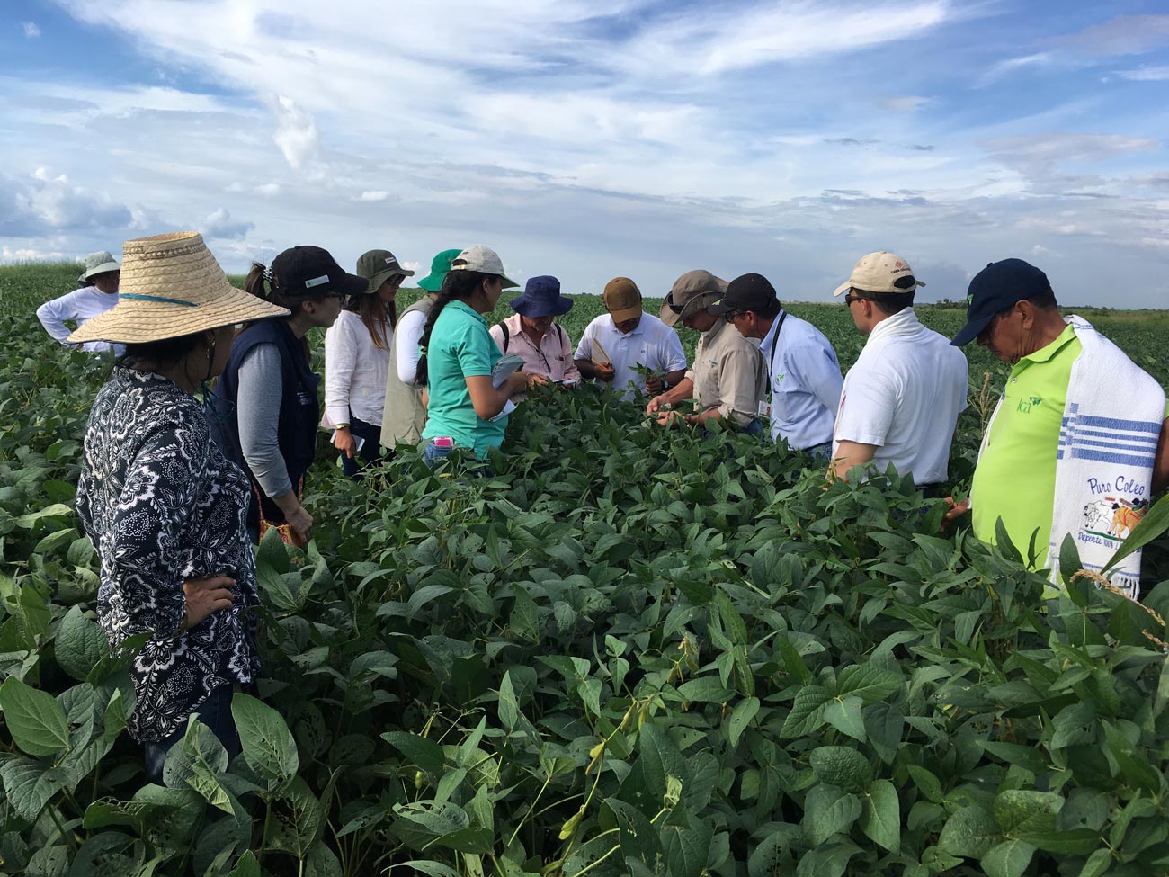 Dia De Campo Soya