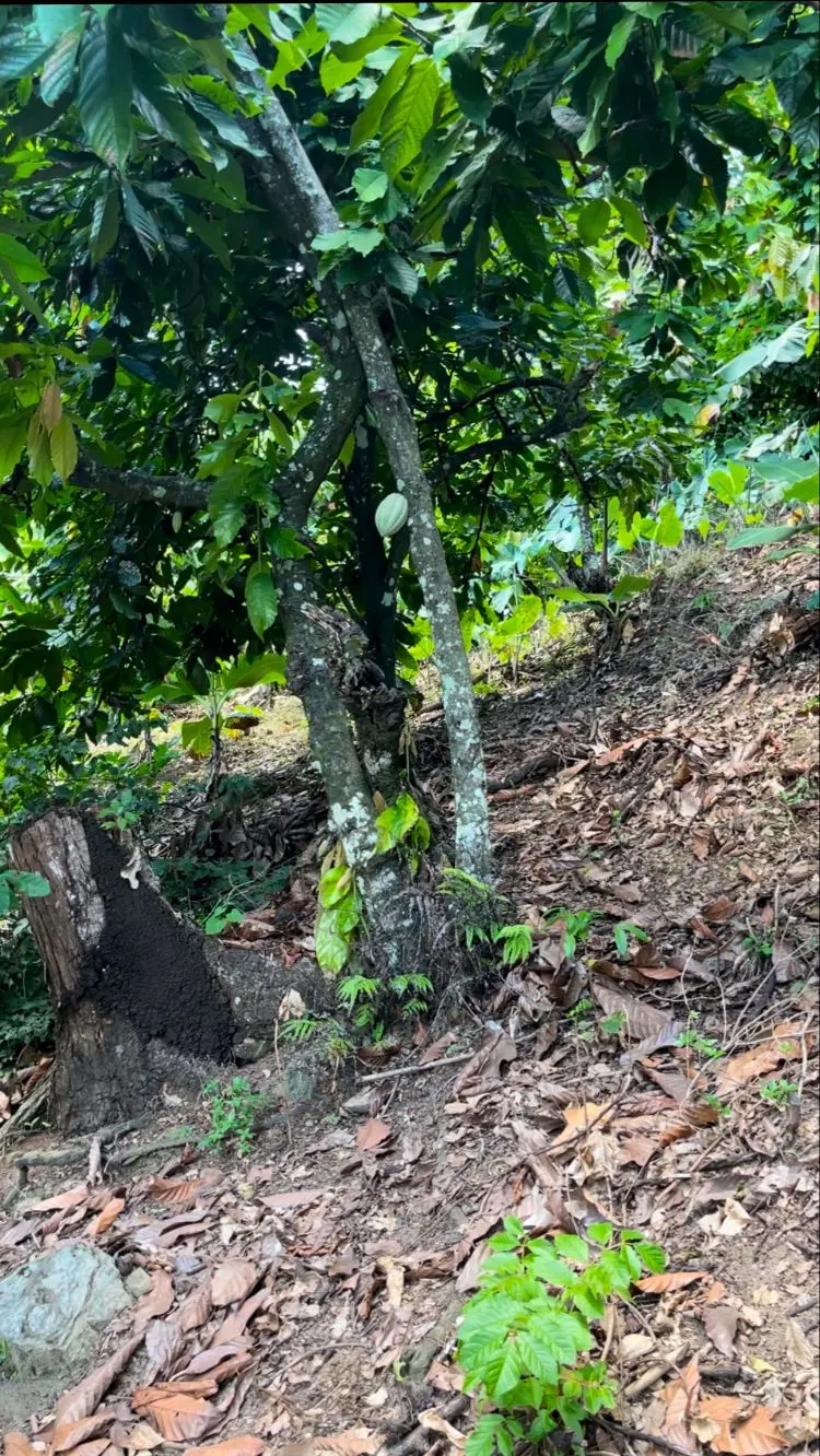 Artículo Biomasa Cacao3 Fotor Webp