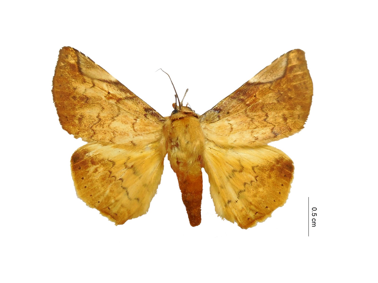 Mazacyla relata (Walker, 1858) 