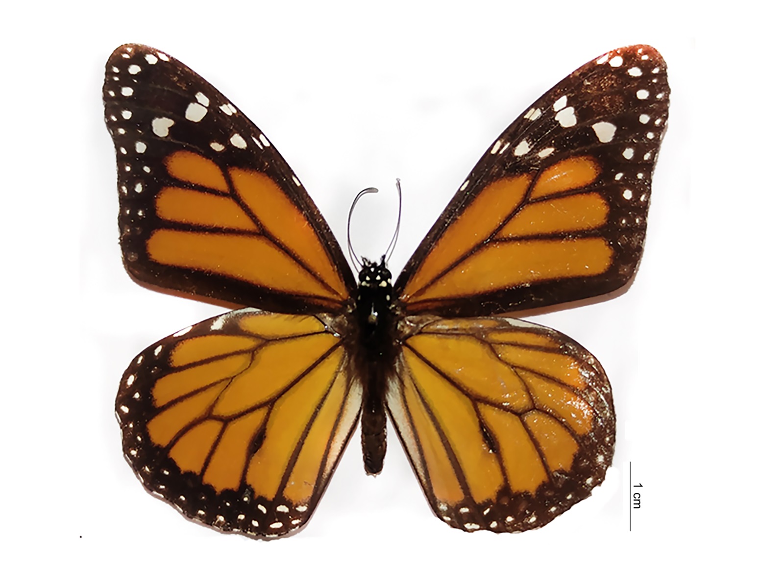 Danaus plexippus (Linnaeus, 1758) 