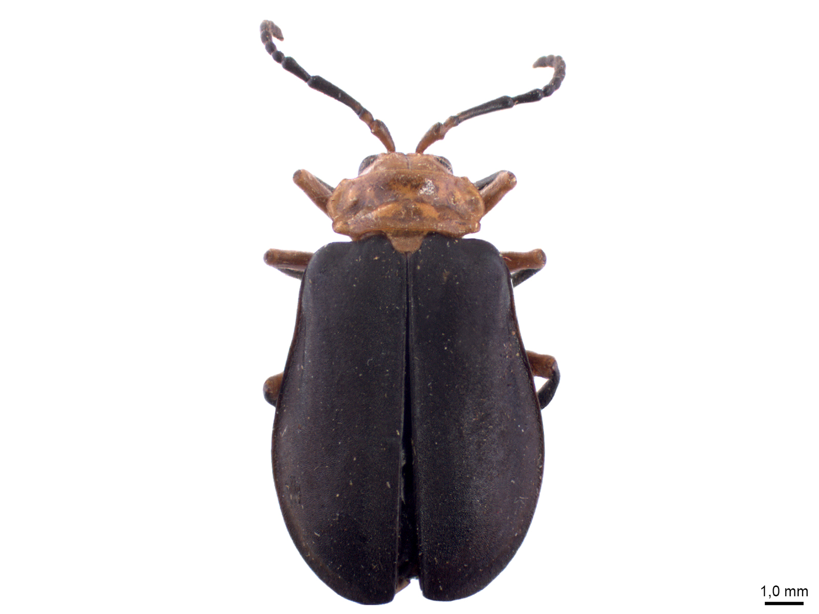 Coelomera cajennensis (Fabricius, 1787) 