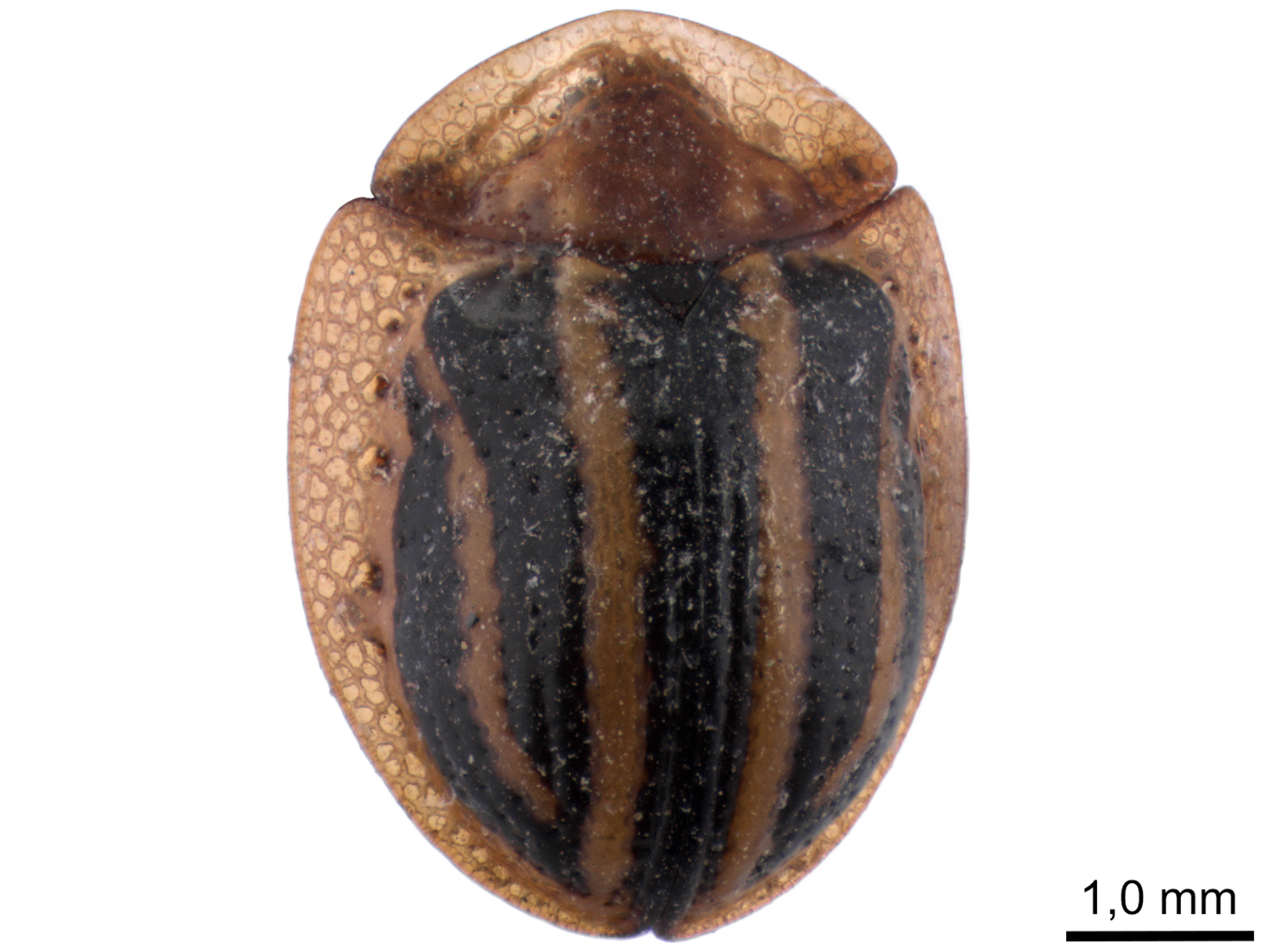 Agroiconota propinqua (Boheman, 1855) 