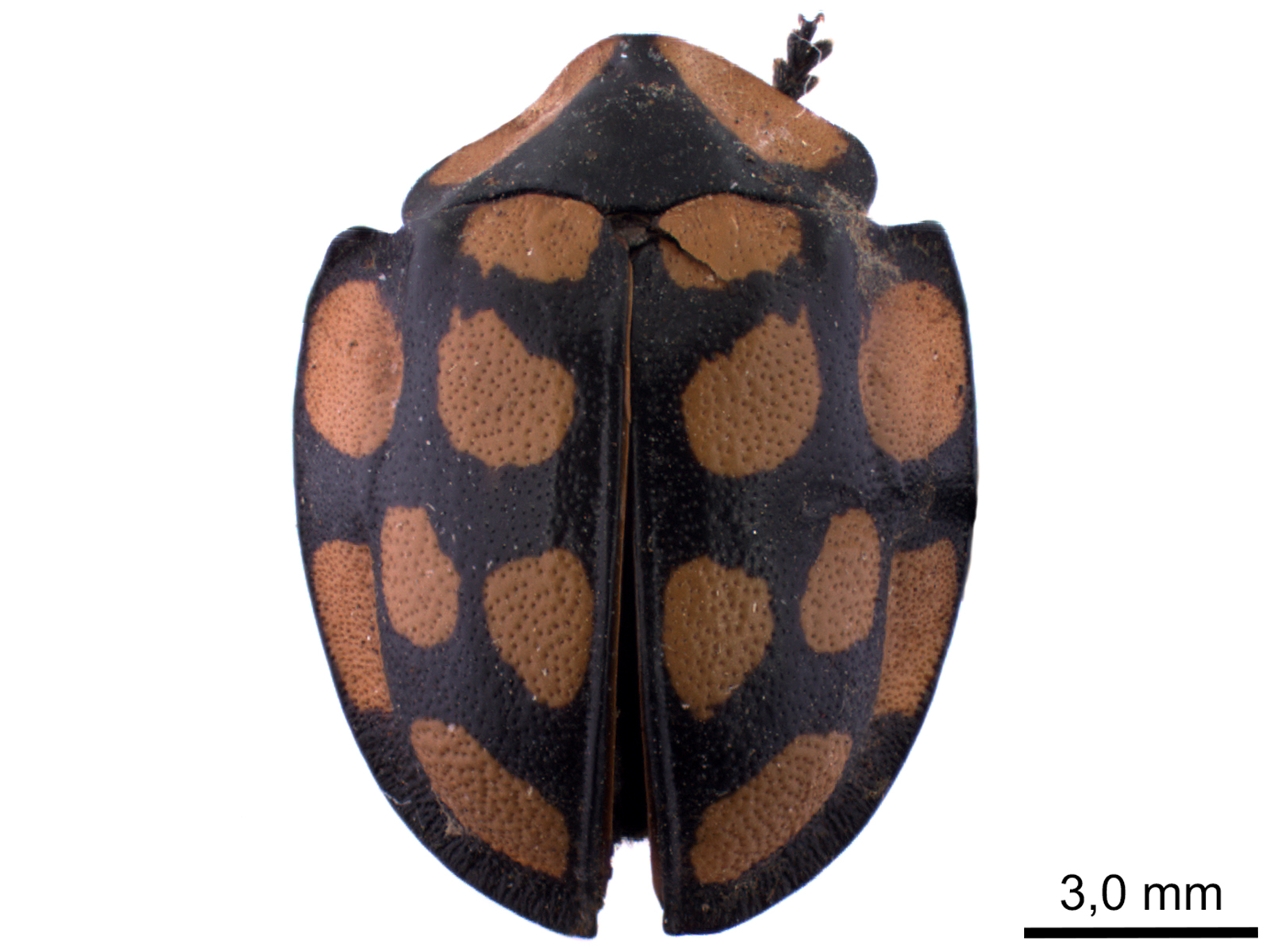 Stolas sedecimpustulata (Fabricius, 1781) 