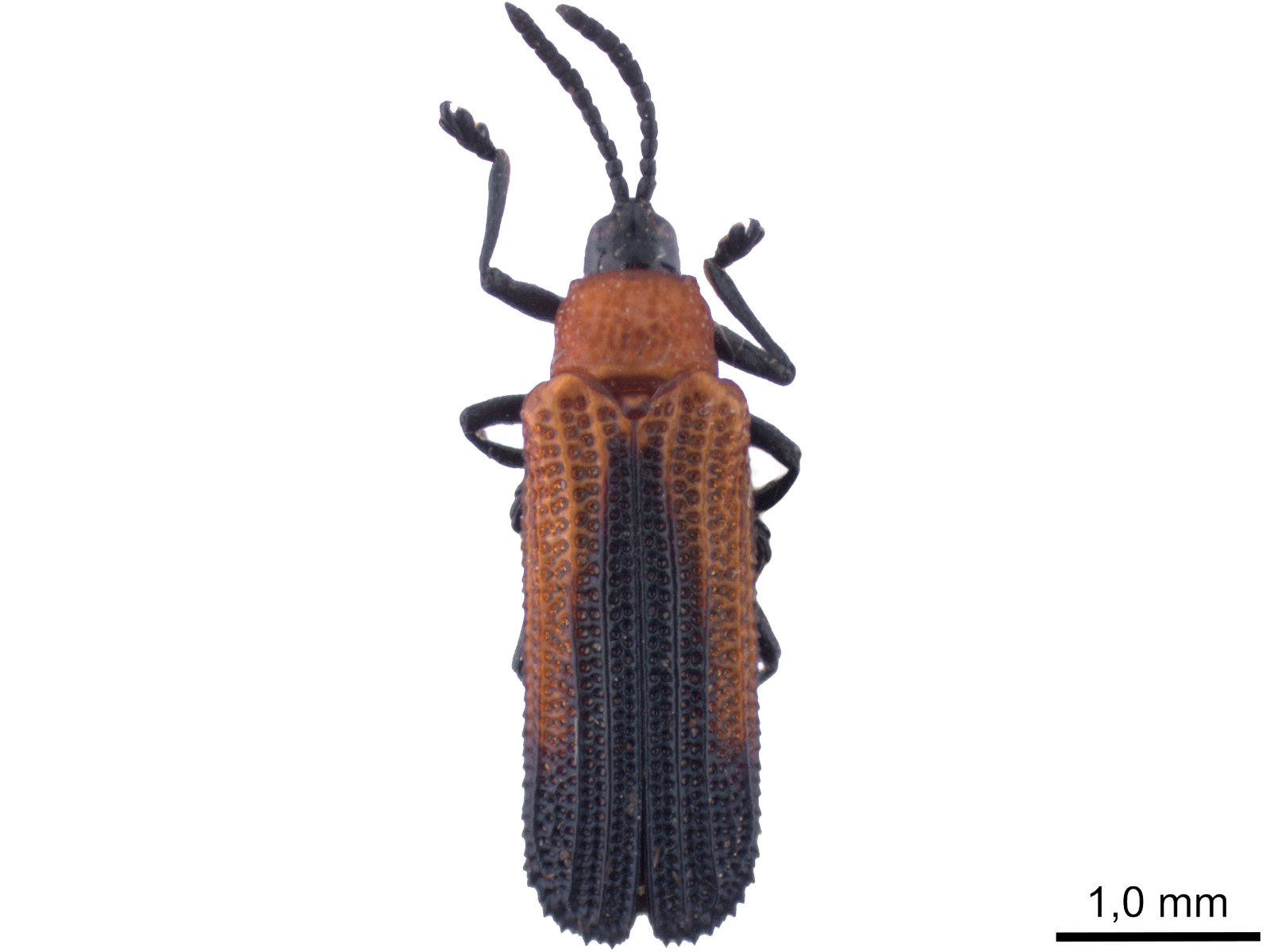 Chalepus sanguinicollis (Linnaeus, 1771)