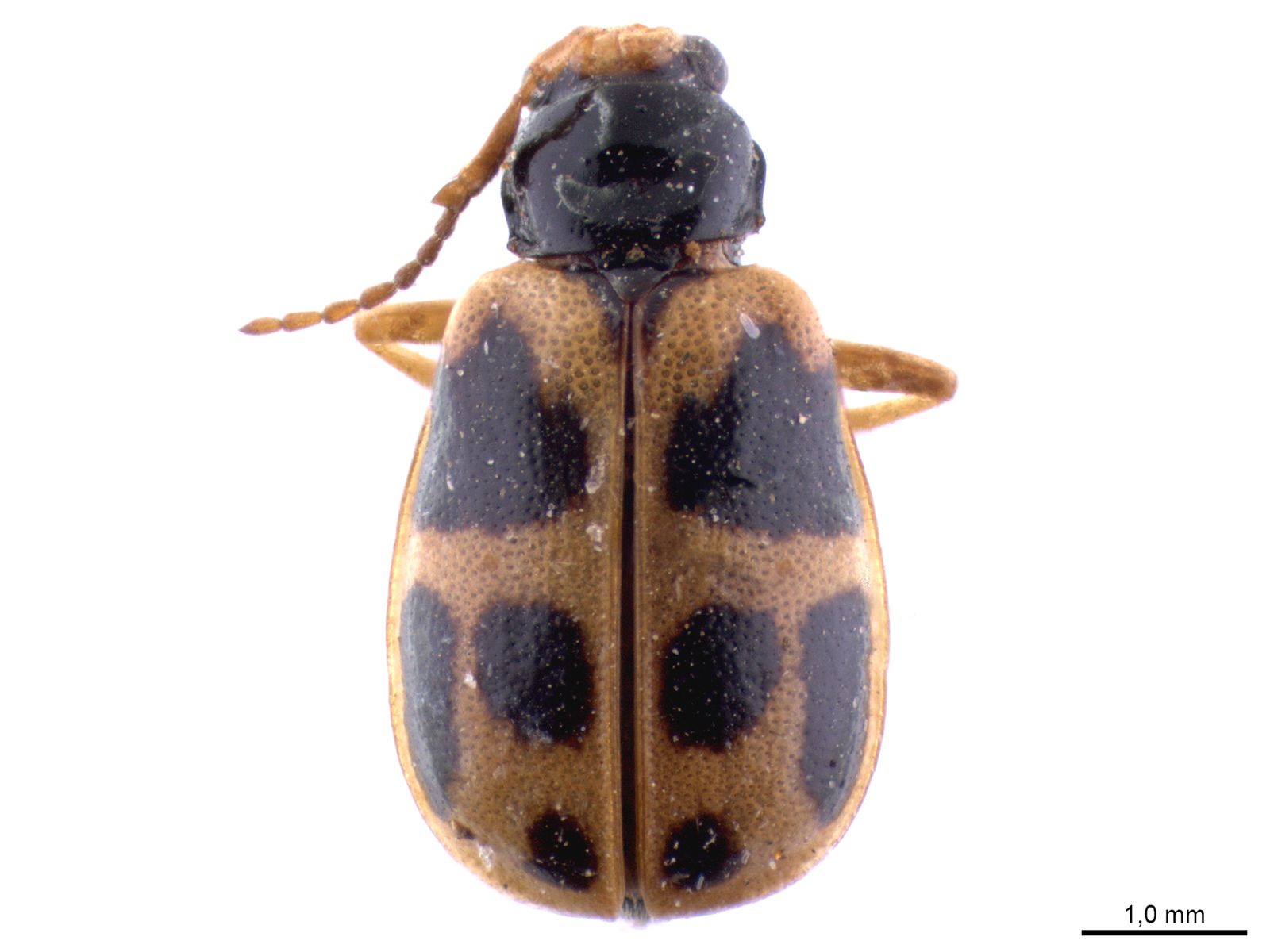 Cerotoma maculata (Weise, 1921) 