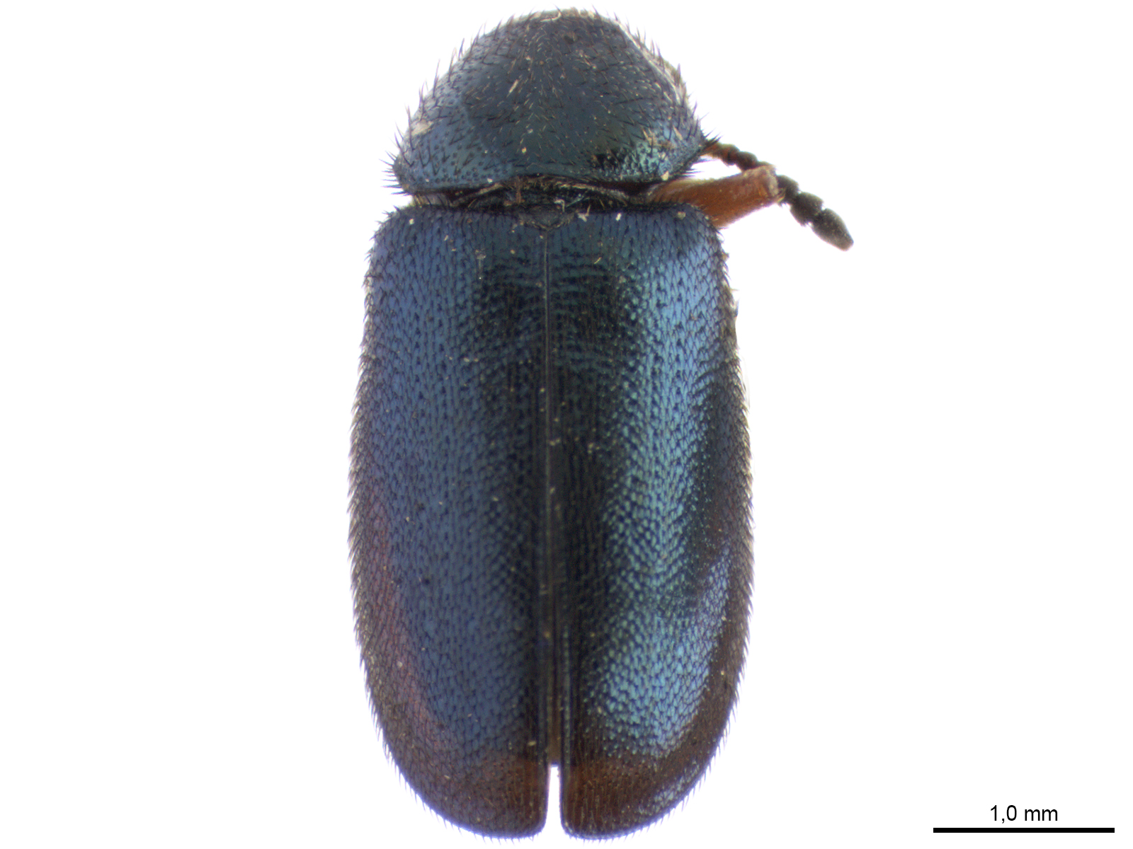 Necrobia spp. 