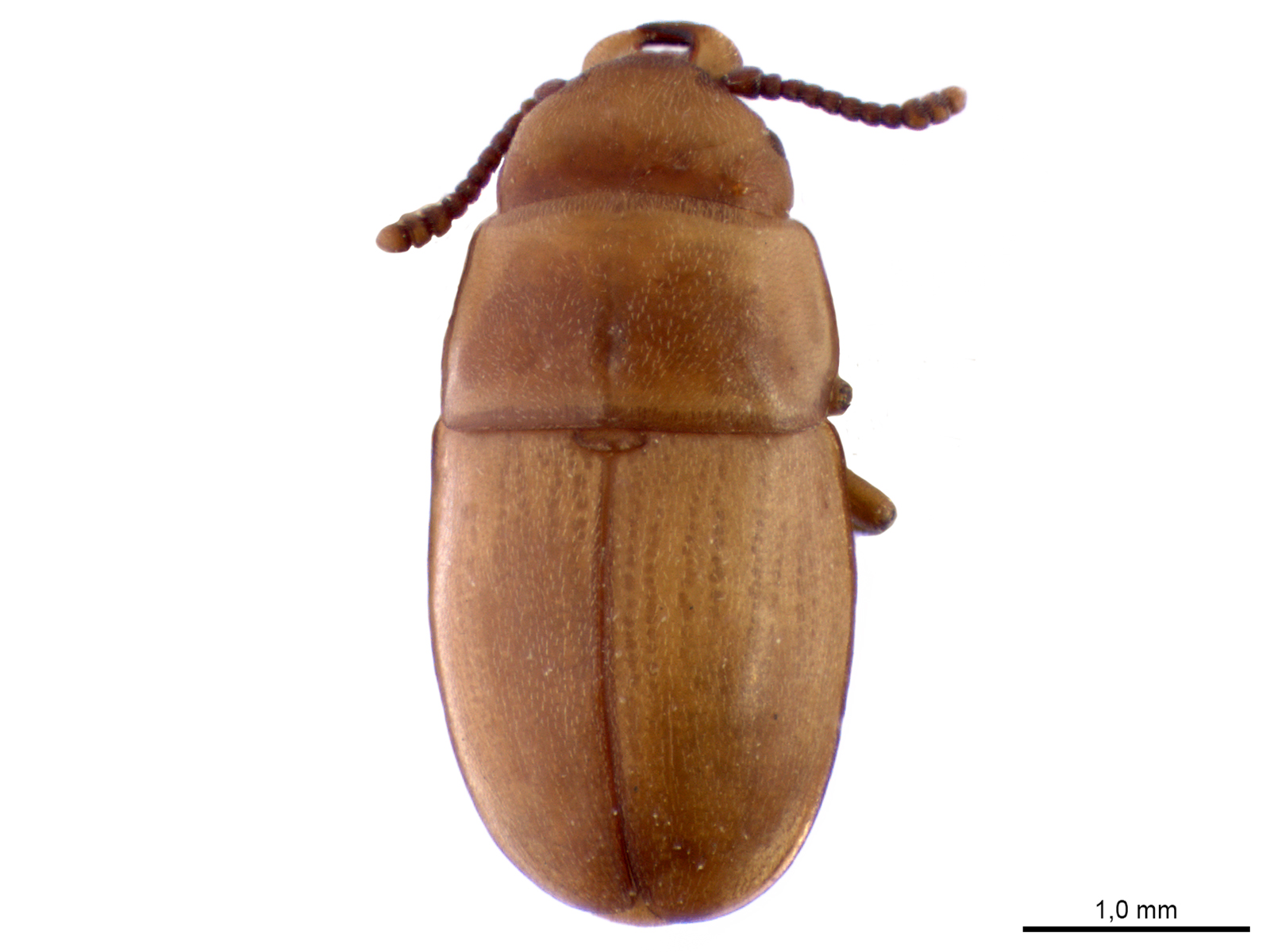 Antherophagus sp.