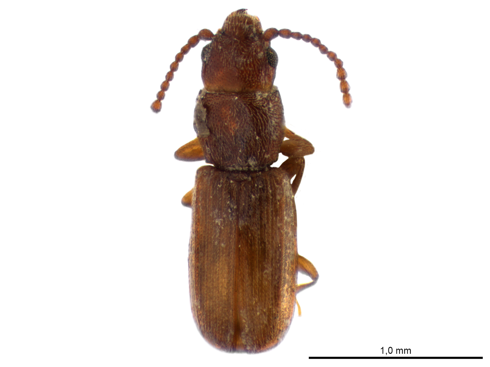 Cryptolestes ferrugineus (Stephens, 1831) 