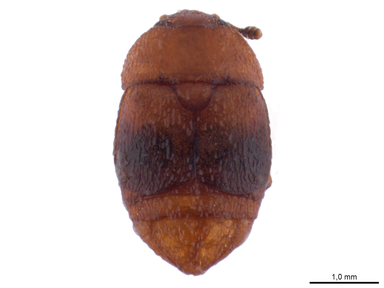 Carpophilus niger (Say, 1823) 