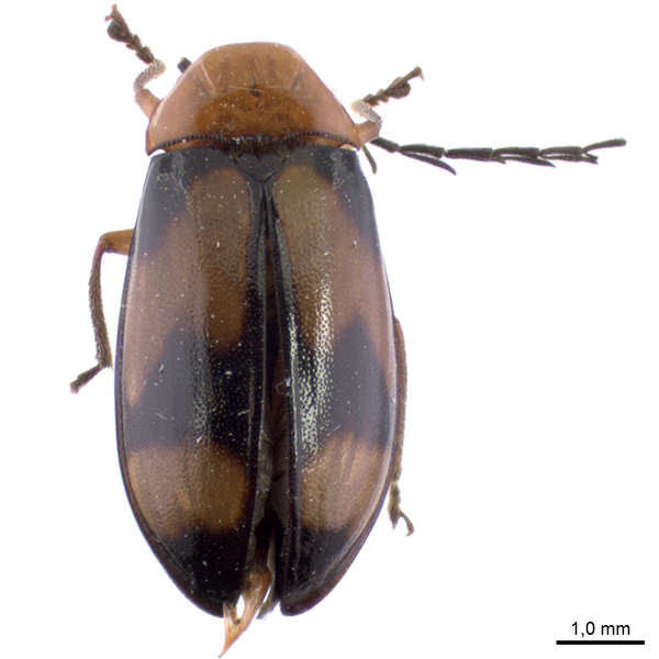 Ptilodactylidae