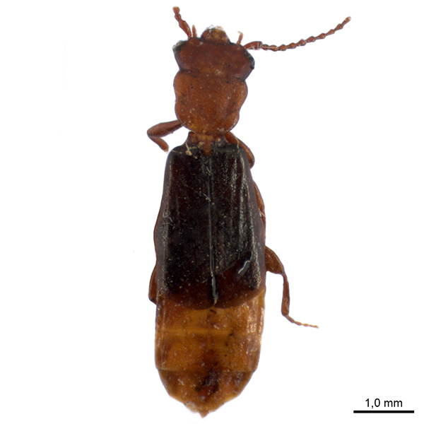 Salpingidae